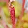 Sarracenia rubra 'jonesii' -- Braunrote Schlauchpflanze